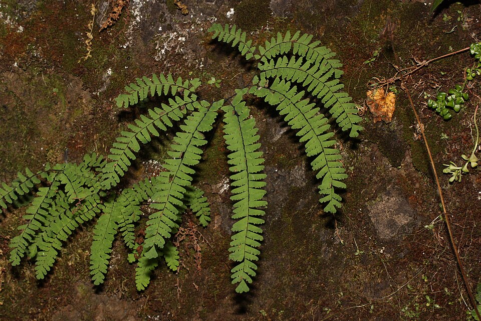 Adiantum aleuticum (western maidenhair fern) (alternate view 5)