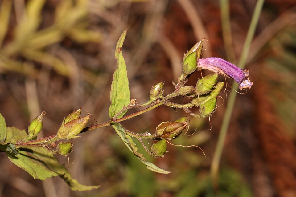 Nothochelone nemorosa (Woodland Beardtongue) (alternate view 7)