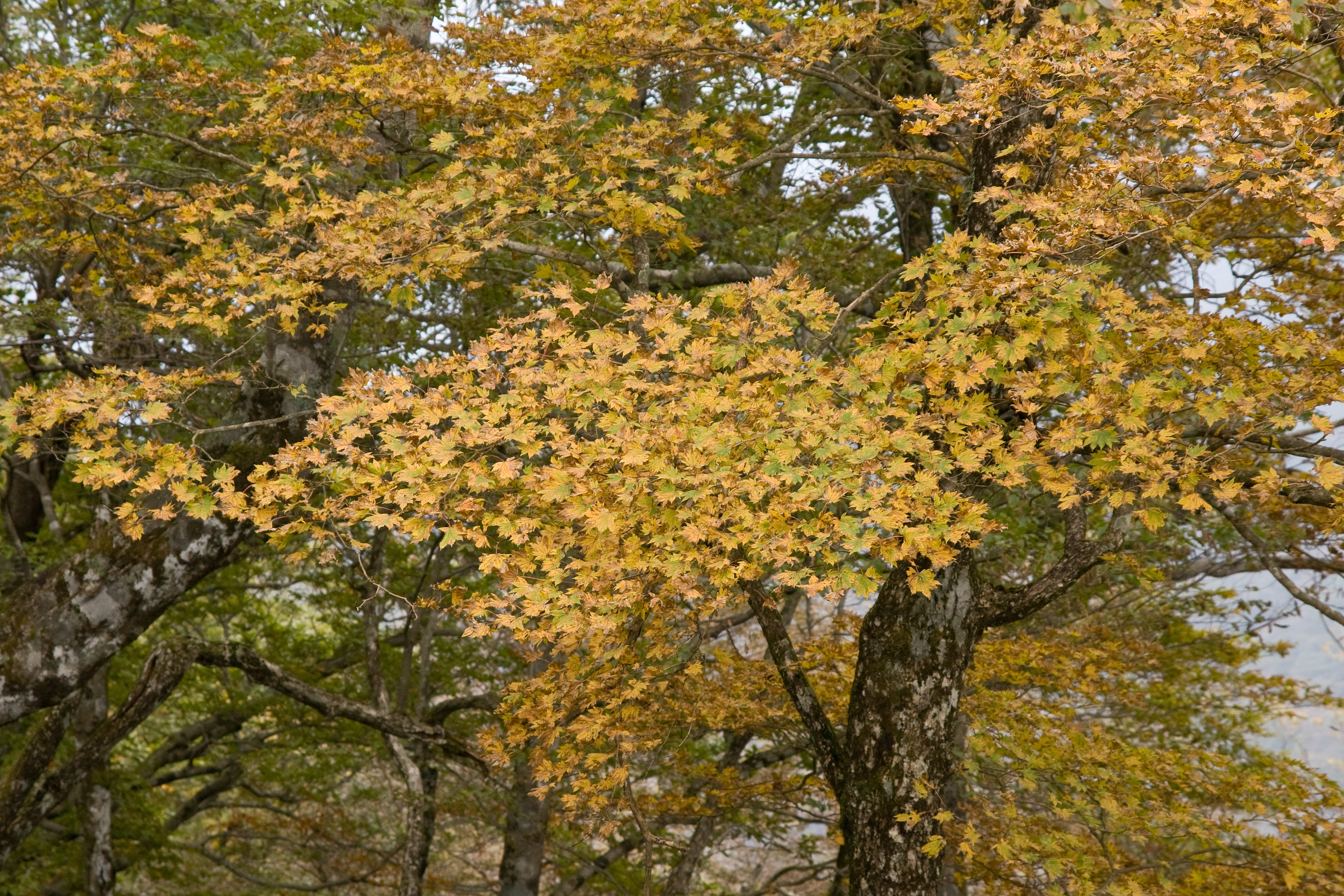 Acer japonicum, Fullmoon maple — spreading deciduous (Sapindaceae) (image 2 of 5)