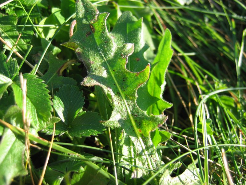 Leontodon hispidus (Rough Hawkbit)