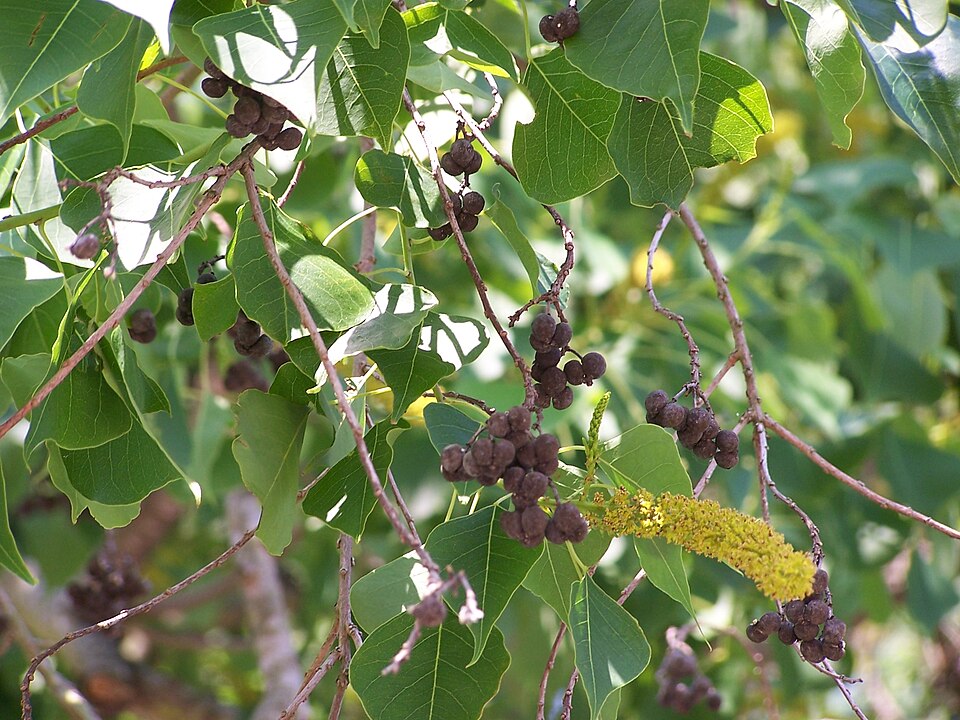 Triadica sebifera (Chinese Tallow)