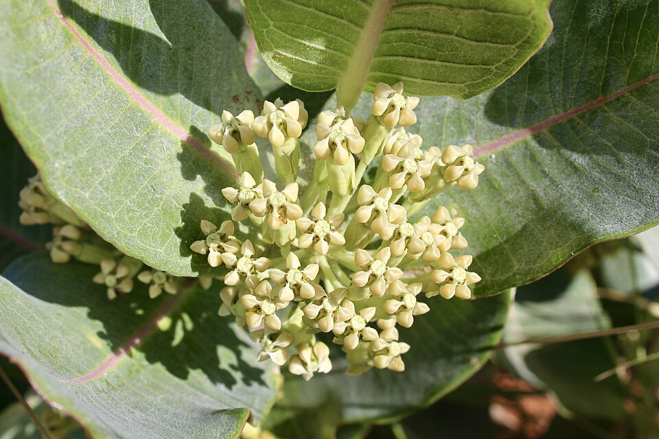 Asclepias latifolia (broadleaf milkweed) (alternate view 9)