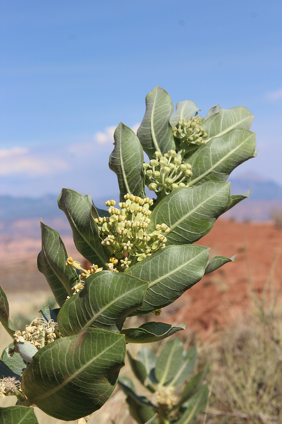 Asclepias latifolia (broadleaf milkweed) (alternate view 10)