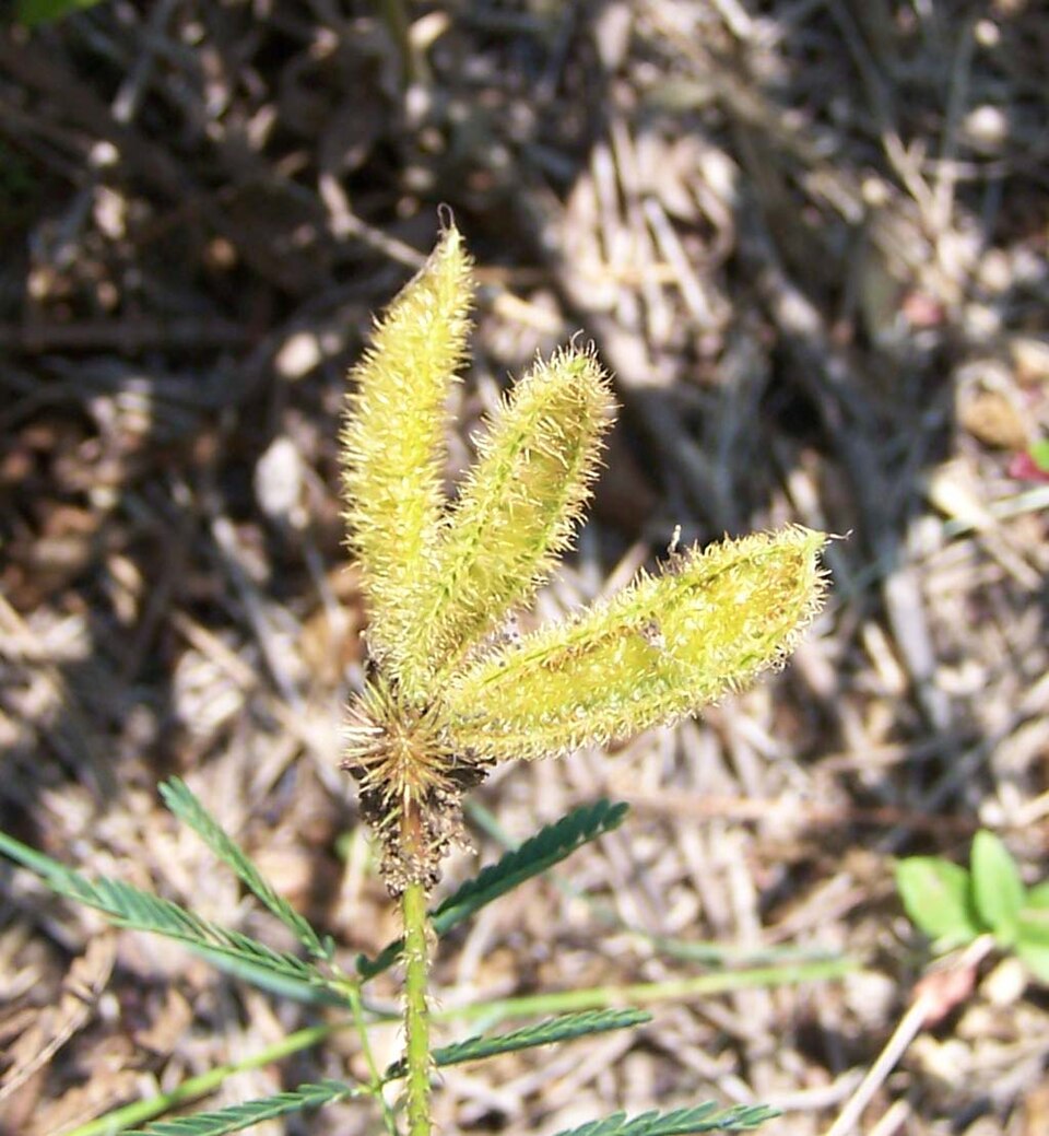 Mimosa nuttallii (Catclaw Briar) (alternate view 2)