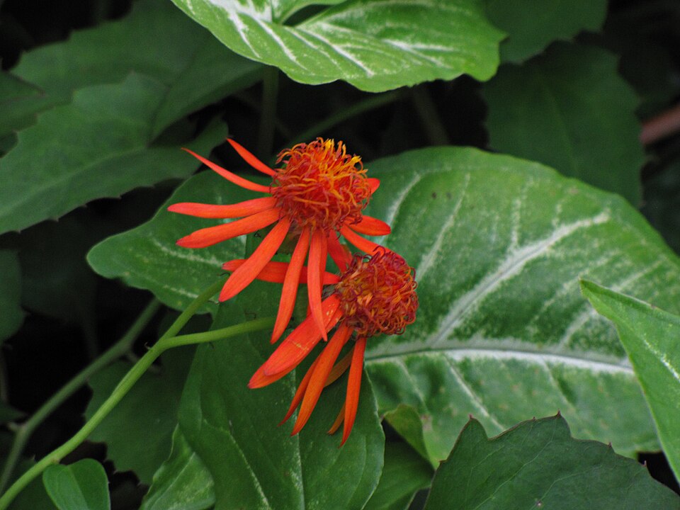 Pseudogynoxys chenopodioides (Mexican Flame Vine) (alternate view 6)