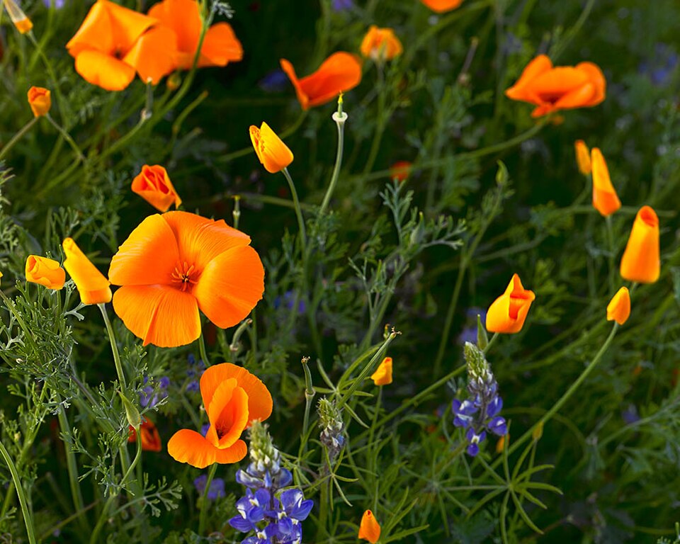 Eschscholzia californica (California poppy) (alternate view 7)