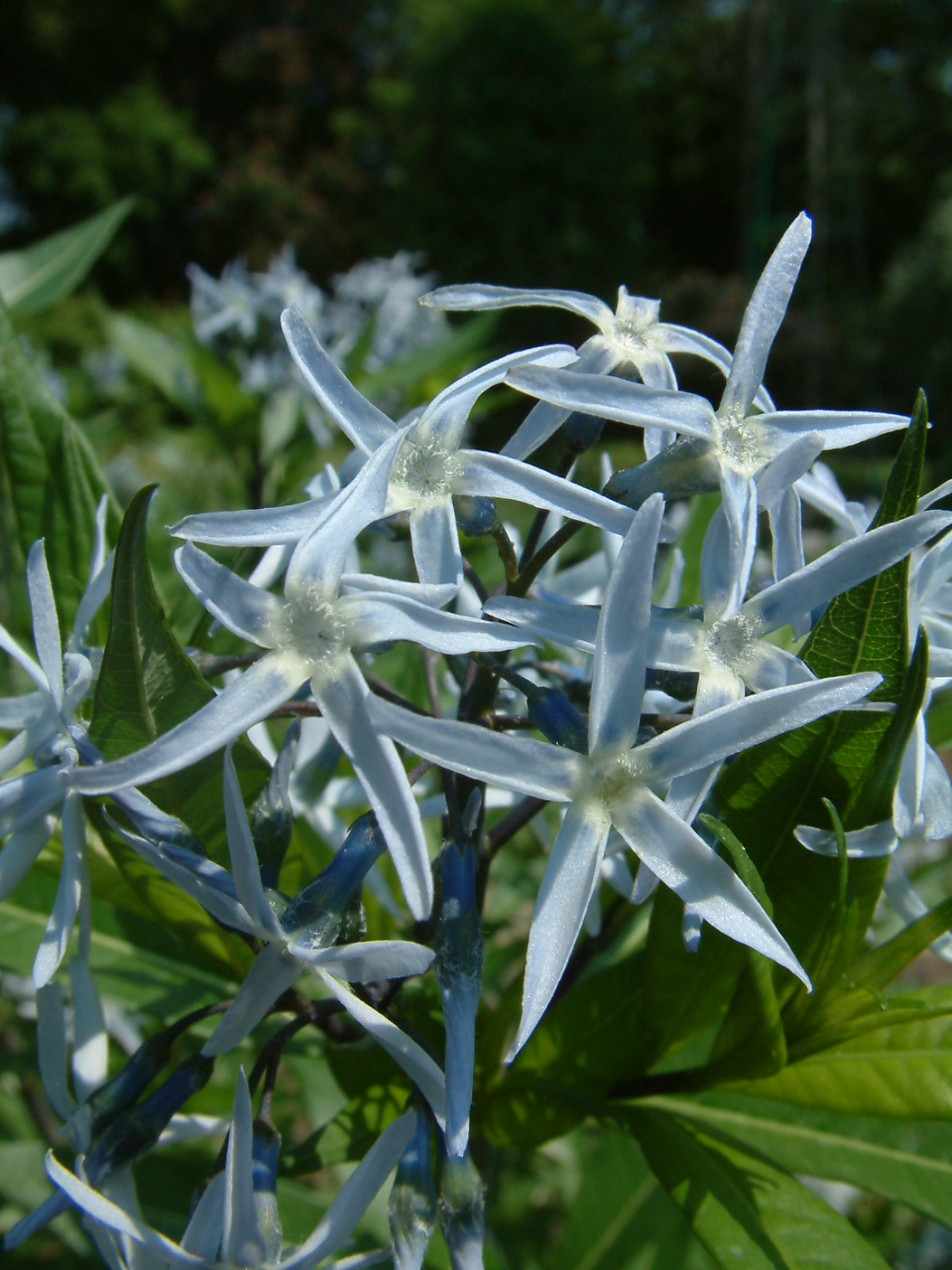 Amsonia tabernaemontana (Eastern Bluestar) (alternate view 6)