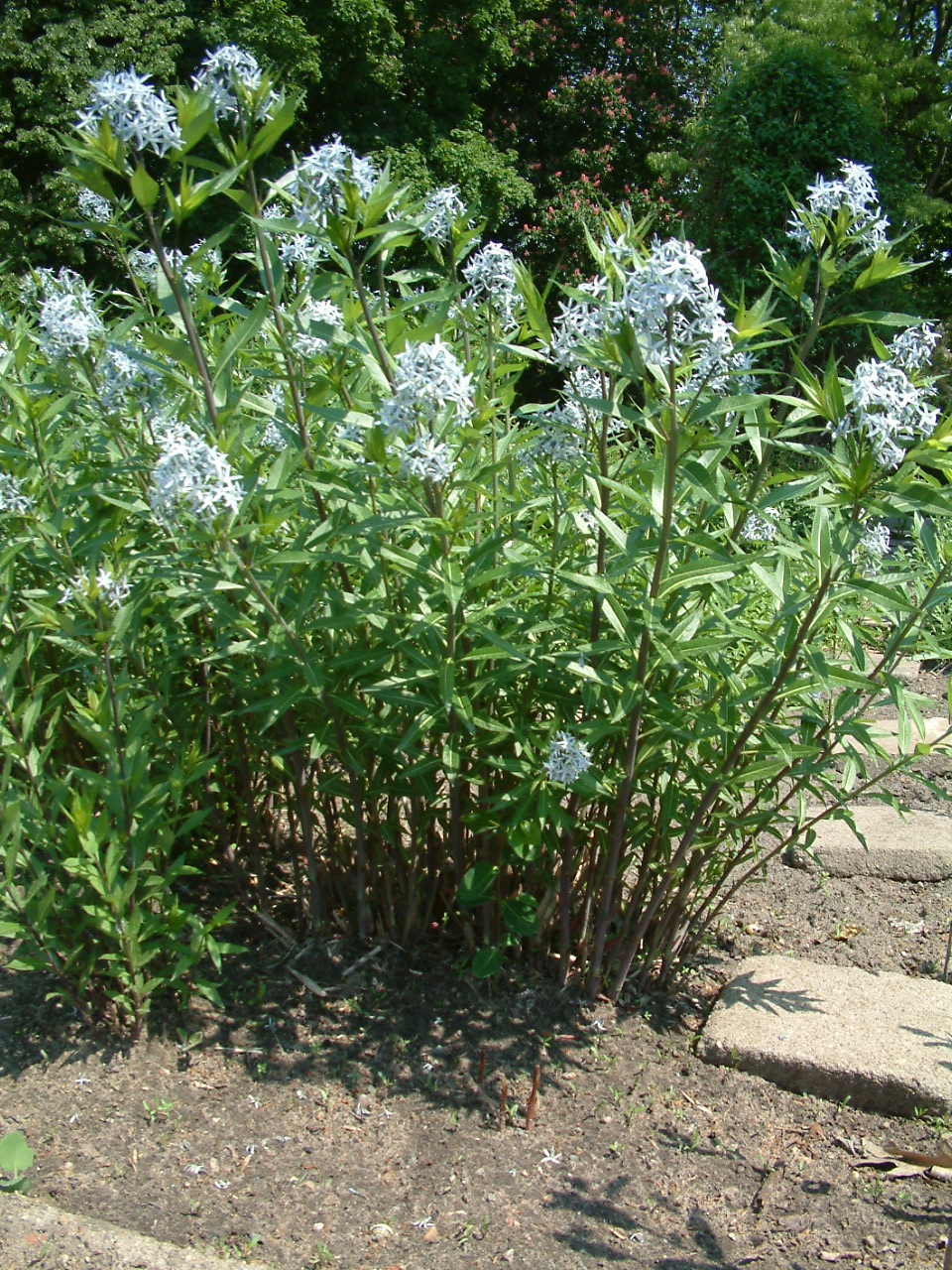 Amsonia tabernaemontana (Eastern Bluestar) (alternate view 7)
