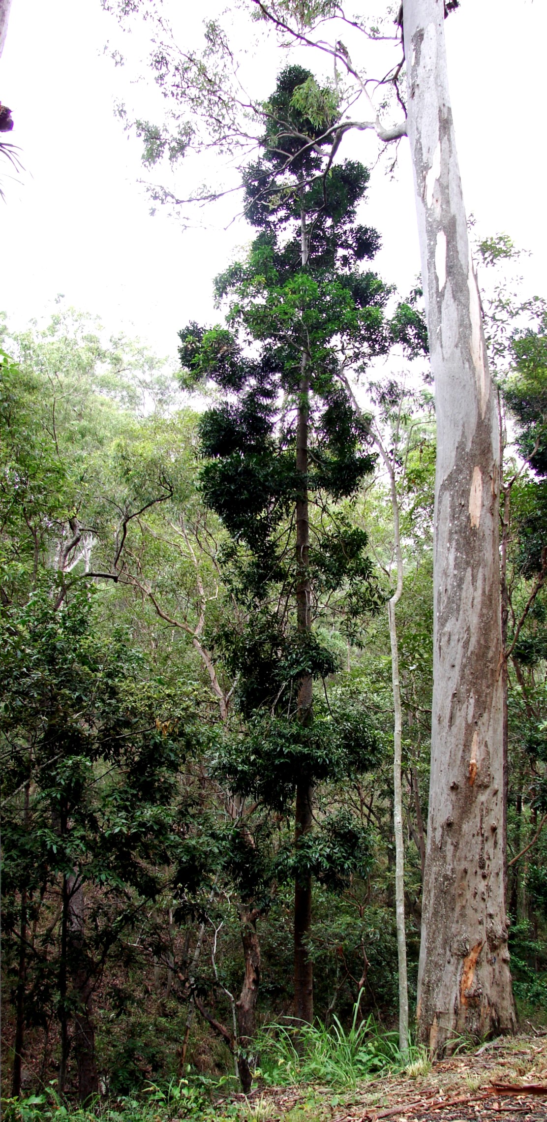 Agathis robusta, Queensland kauri — upright evergreen (Araucariaceae) (image 1 of 10)