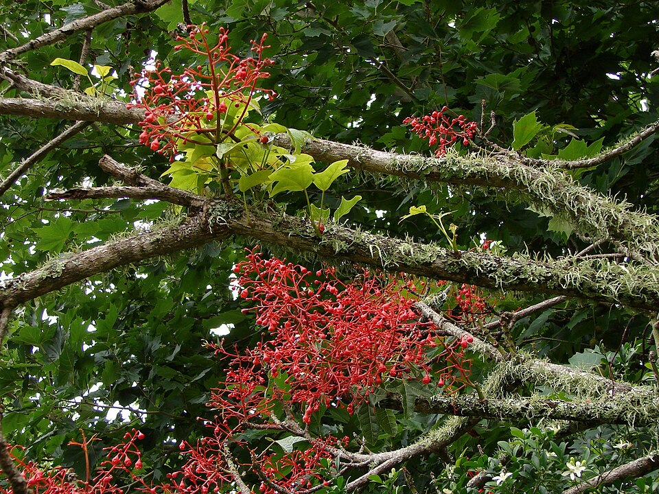 Brachychiton acerifolius (flame tree) (alternate view 8)