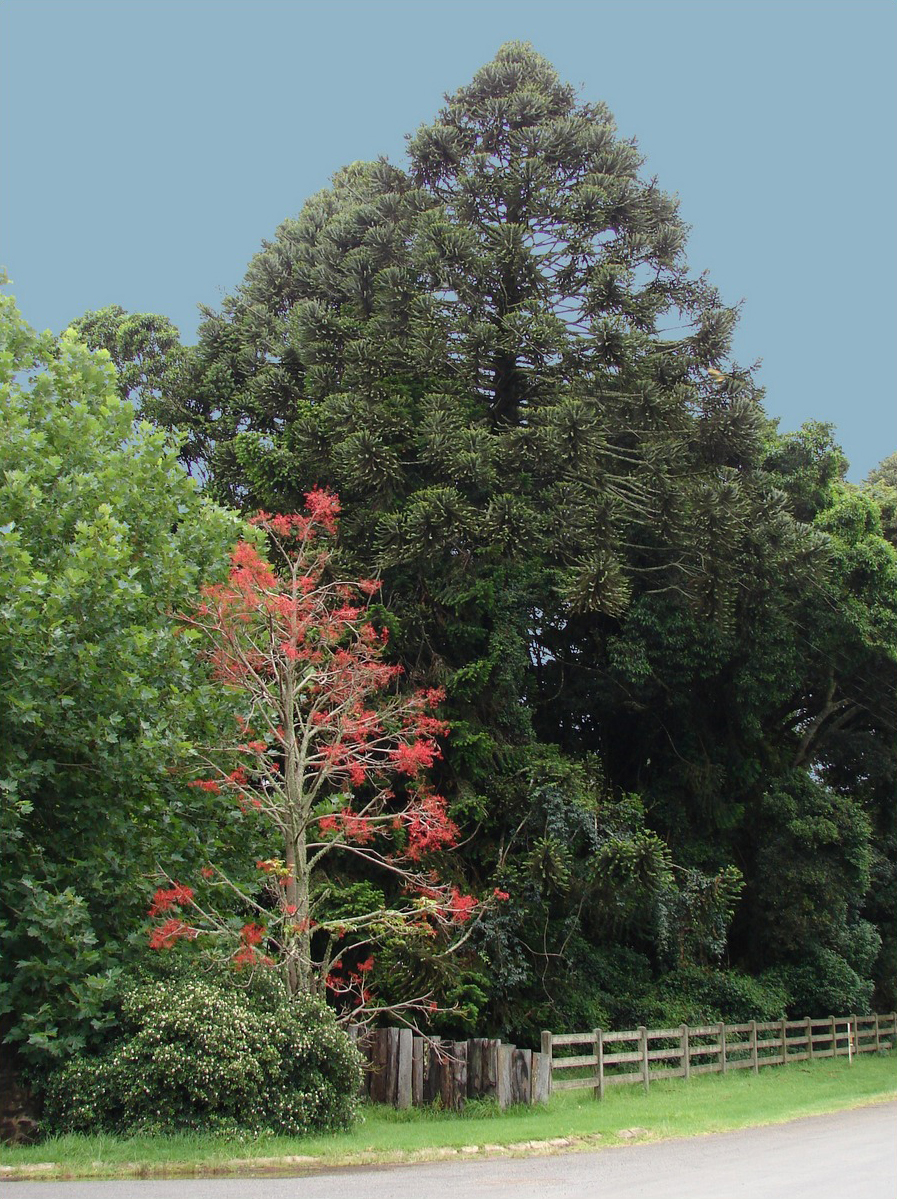 Araucaria bidwillii (Bunya Pine) (alternate view 9)