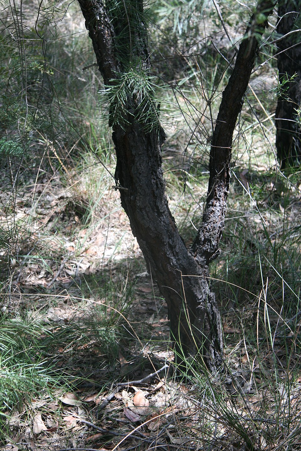 Persoonia linearis (Narrow-leaf Geebung) (alternate view 7)