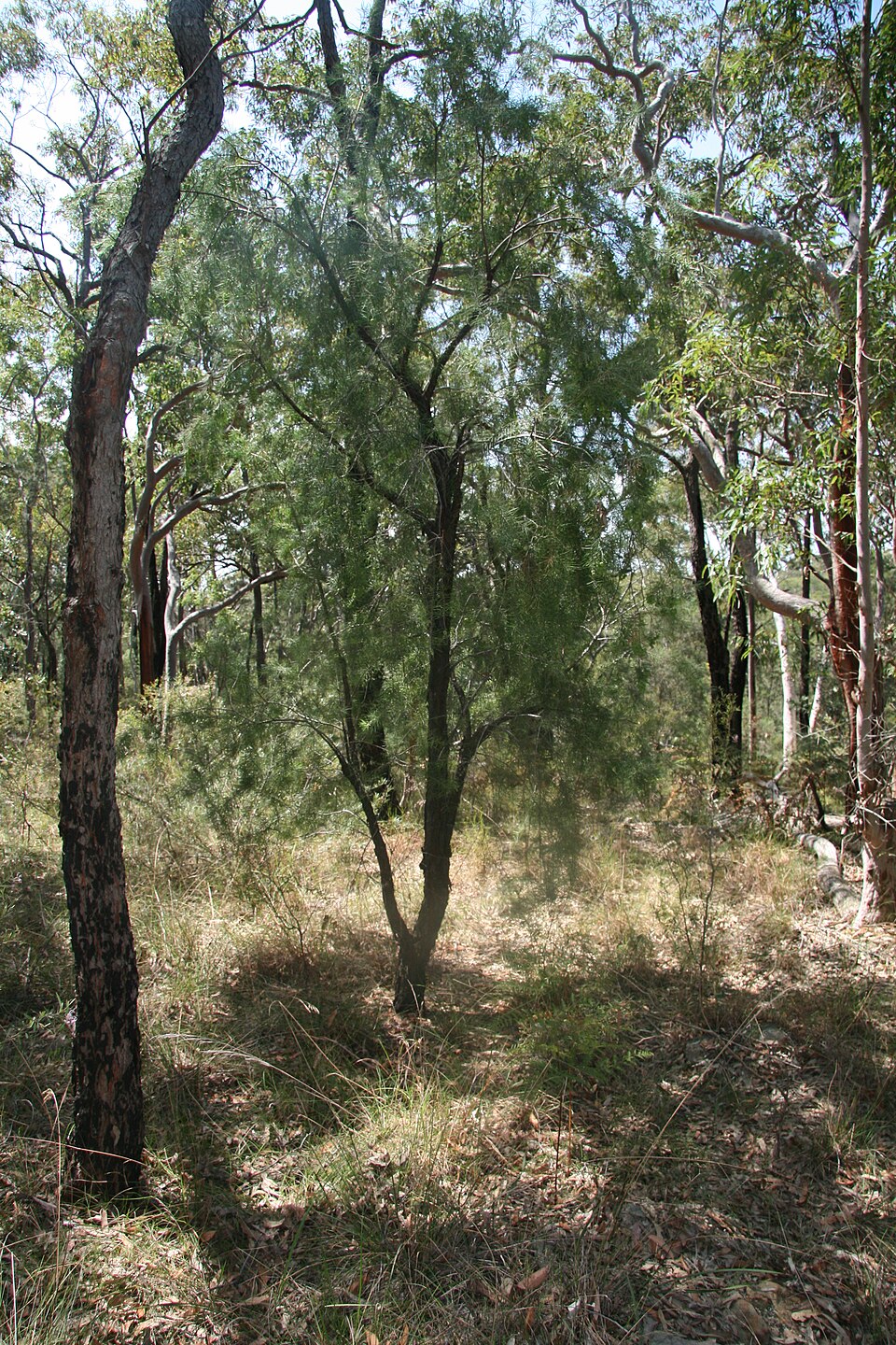 Persoonia linearis (Narrow-leaf Geebung) (alternate view 8)