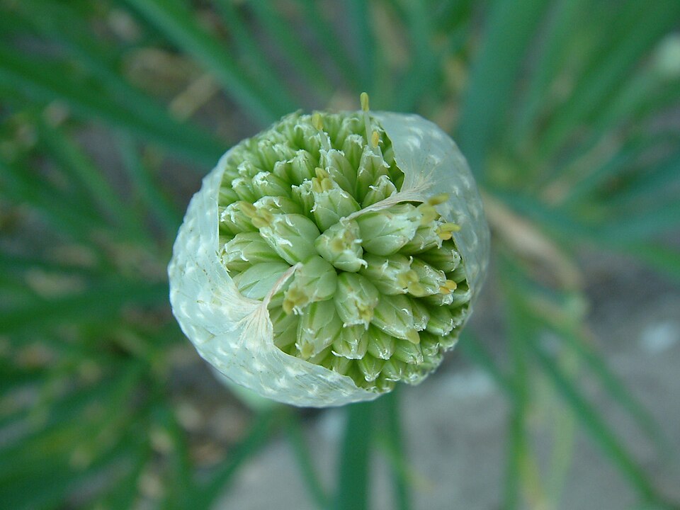 Allium fistulosum (Welsh Onion (Scallions)) (alternate view 6)