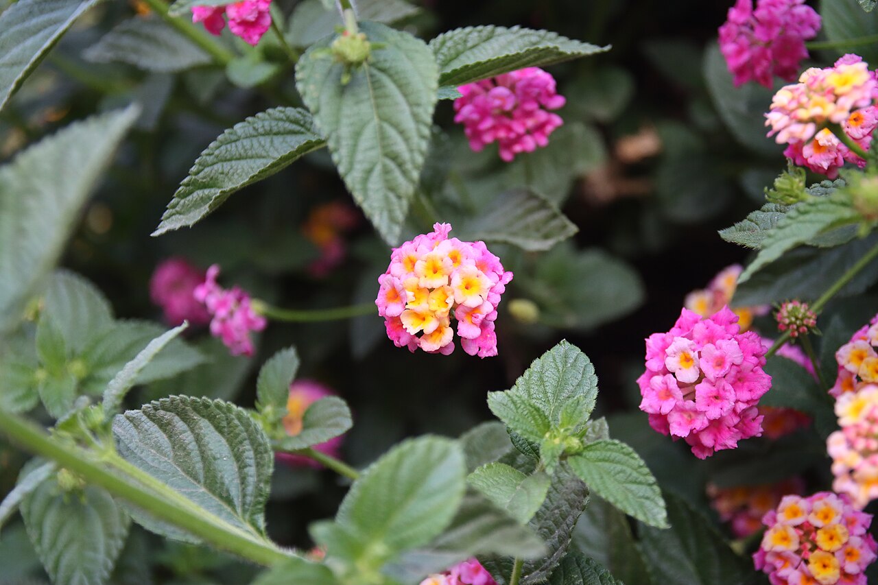 Lantana camara, Lantana — mounding evergreen (Verbenaceae) (image 1 of 10)