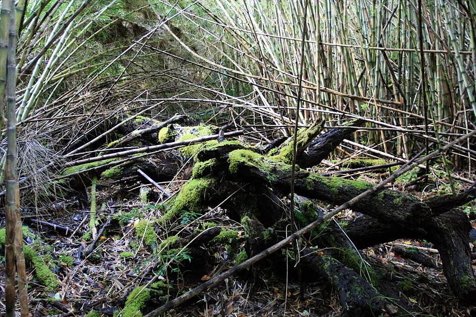 Chusquea culeou (Chilean Bamboo) (alternate view 7)