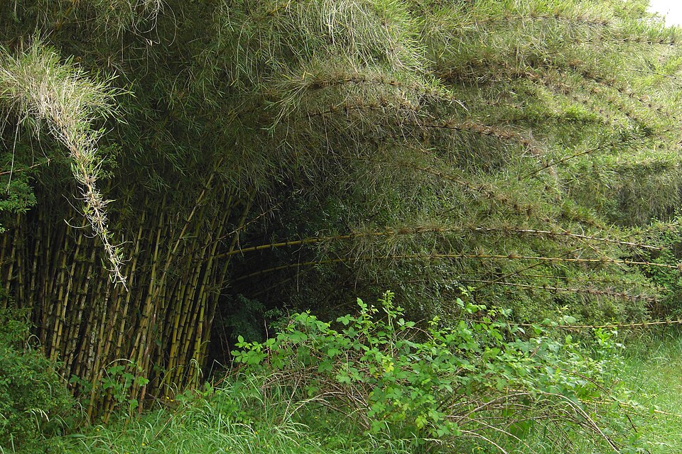 Chusquea culeou (Chilean Bamboo) (alternate view 8)
