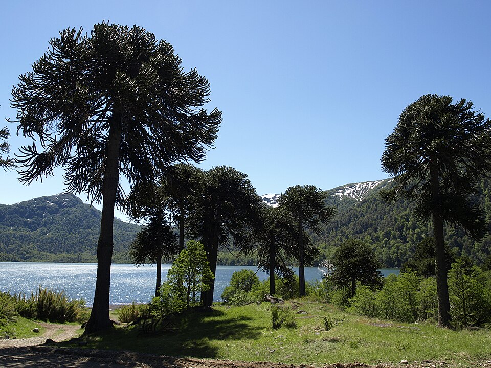 Araucaria araucana (Monkey Puzzle Tree) (alternate view 4)