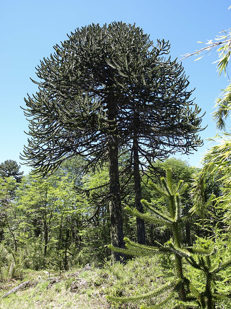 Araucaria araucana (Monkey Puzzle Tree) (alternate view 5)