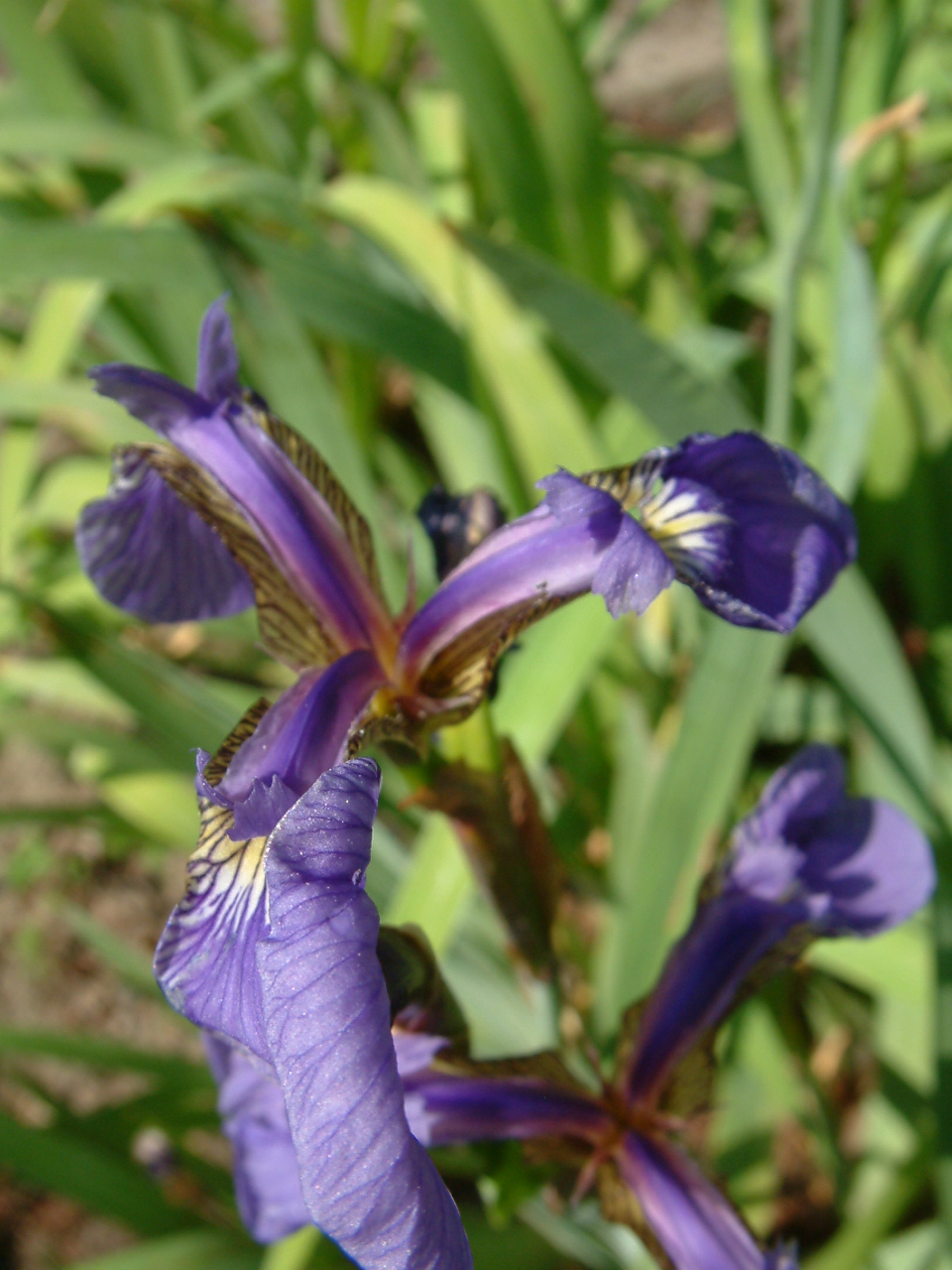Iris setosa (Beachhead Iris) (alternate view 6)