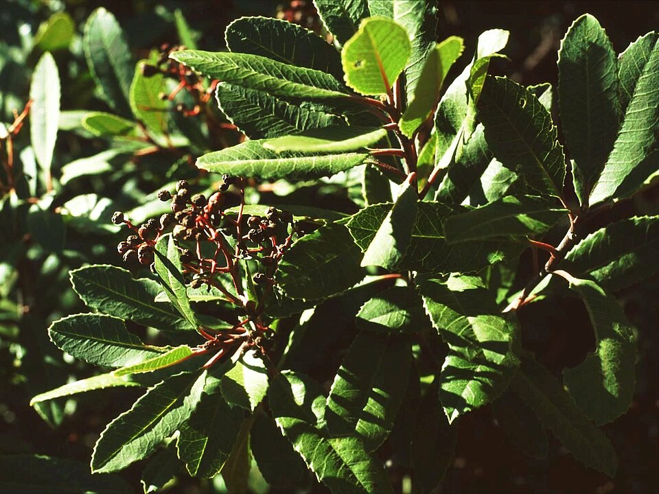 Heteromeles arbutifolia (Toyon)