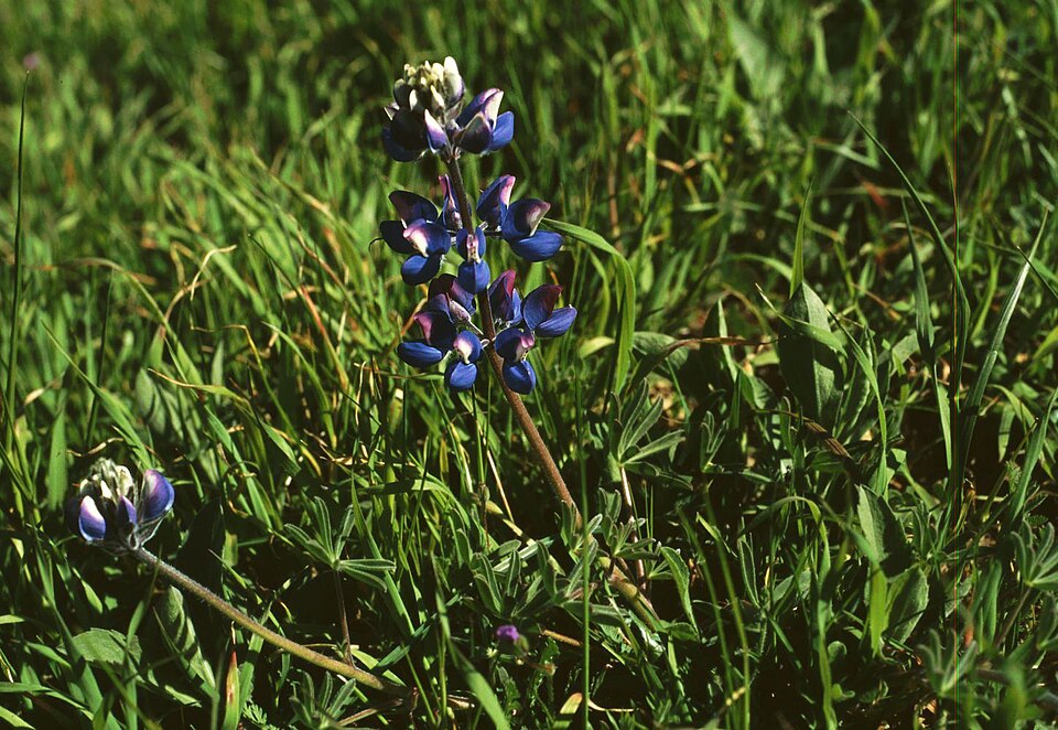 Lupinus nanus (Sky Lupine) (alternate view 6)