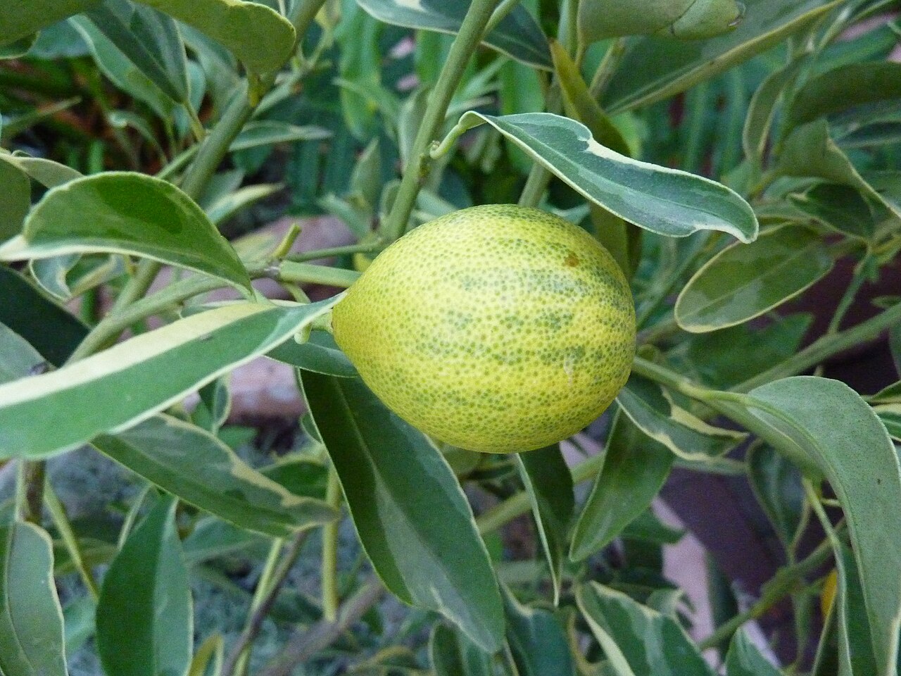 Citrus japonica, Kumquat — upright evergreen (Rutaceae) (image 7 of 7)