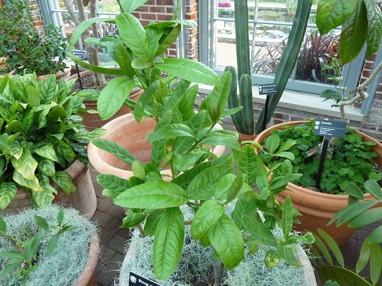 Citrus medica, Citron — spreading evergreen (Rutaceae) (image 5 of 10)