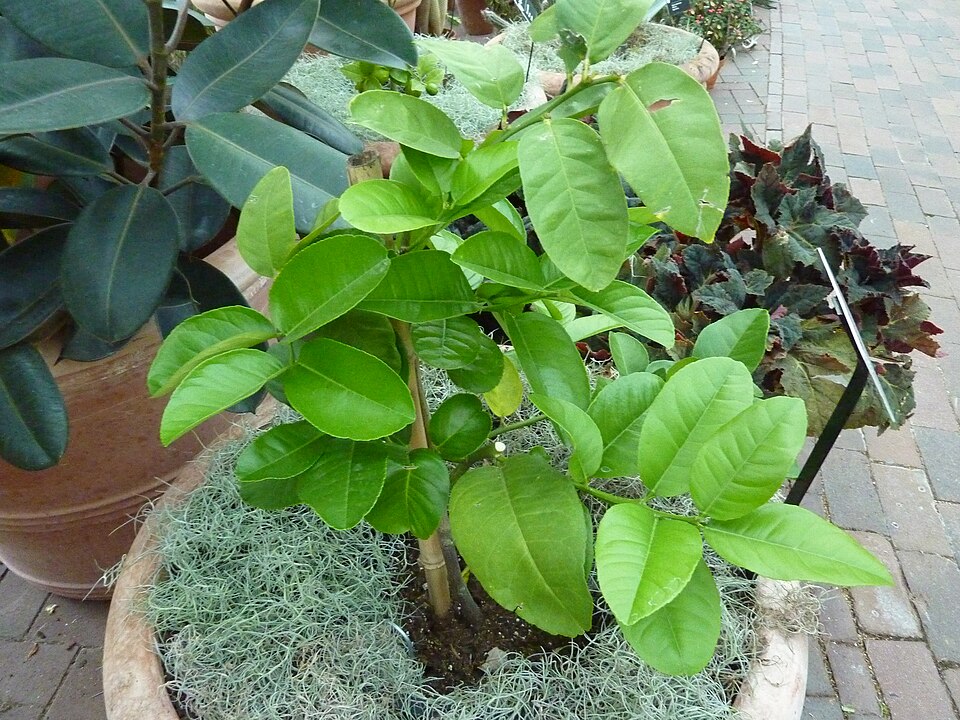 Citrus limon 'Ponderosa' (Ponderosa Lemon) (alternate view 3)