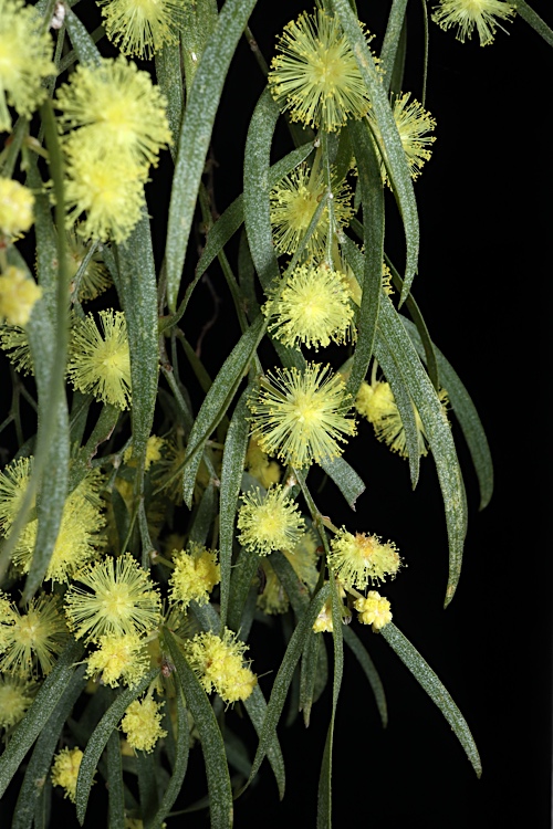 Acacia cognata, River wattle — spreading evergreen (Fabaceae) (image 5 of 8)