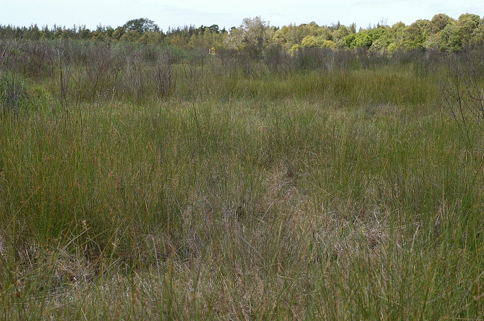 Juncus usitatus (australian rush)