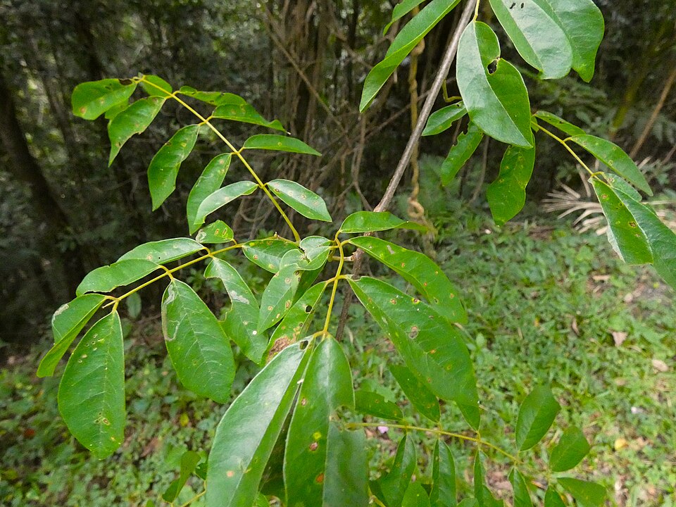 Austrosteenisia blackii (Blood Vine) (alternate view 8)