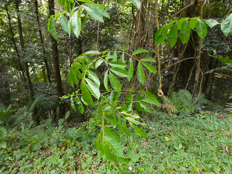 Austrosteenisia blackii (Blood Vine) (alternate view 9)