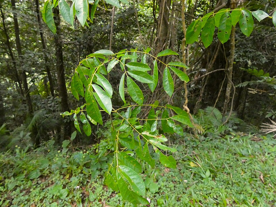 Austrosteenisia blackii (Blood Vine) (alternate view 10)