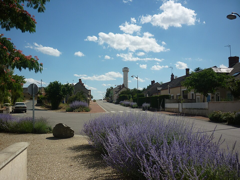 Salvia yangii (Russian Sage) (alternate view 10)