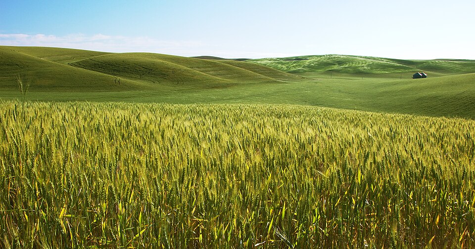 Hordeum vulgare (Common Barley)