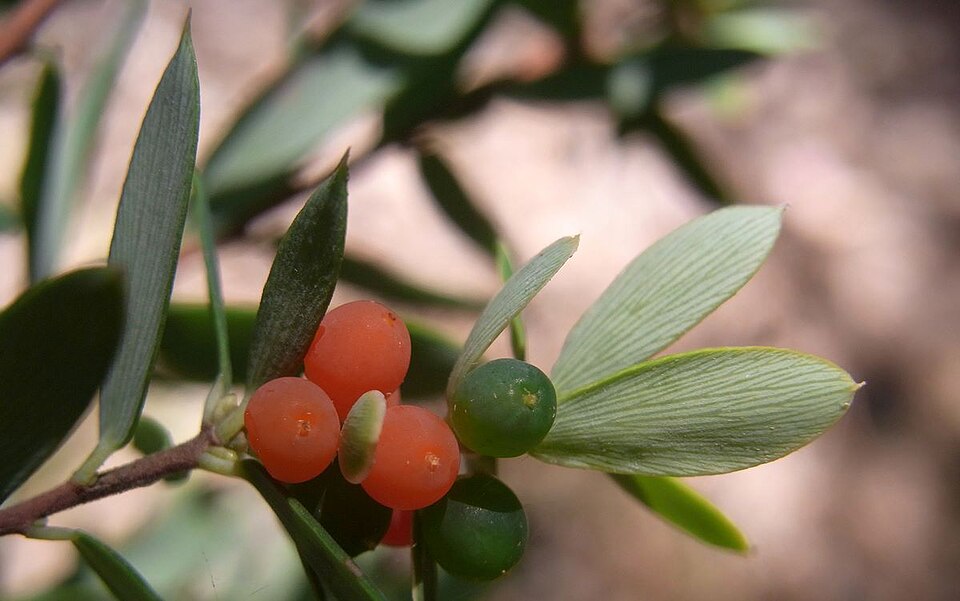 Monotoca elliptica (Tree Broom-heath)