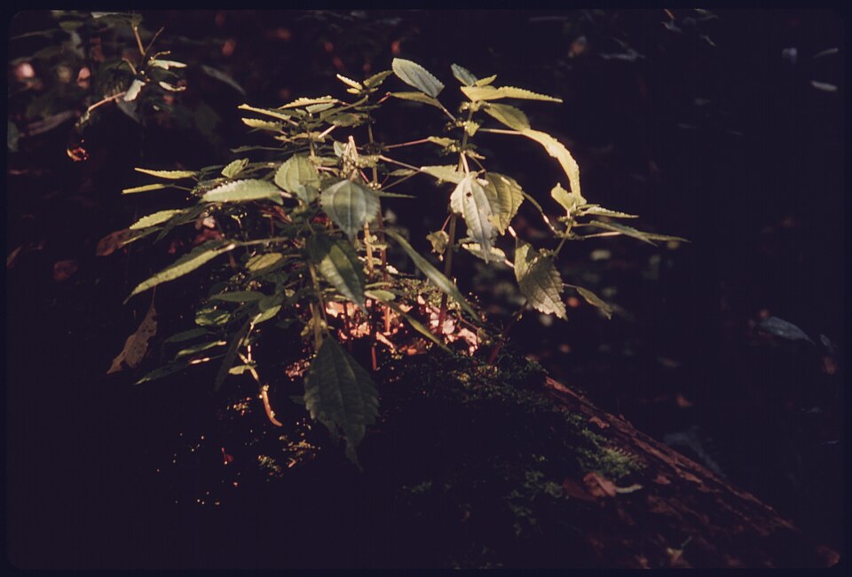 Pilea pumila (Canada clearweed) (alternate view 3)