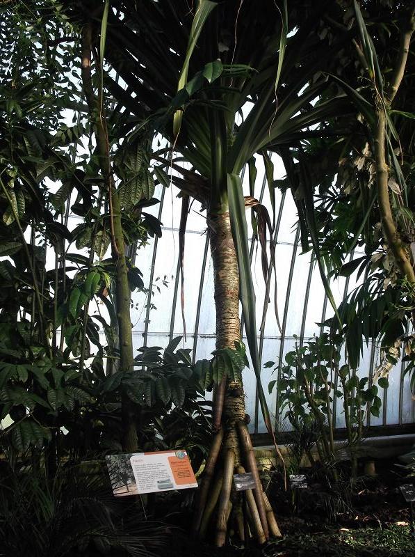 Pandanus tectorius (thatch screwpine) (alternate view 7)