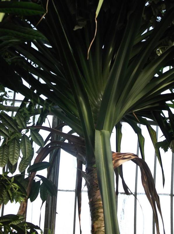 Pandanus tectorius (thatch screwpine) (alternate view 8)