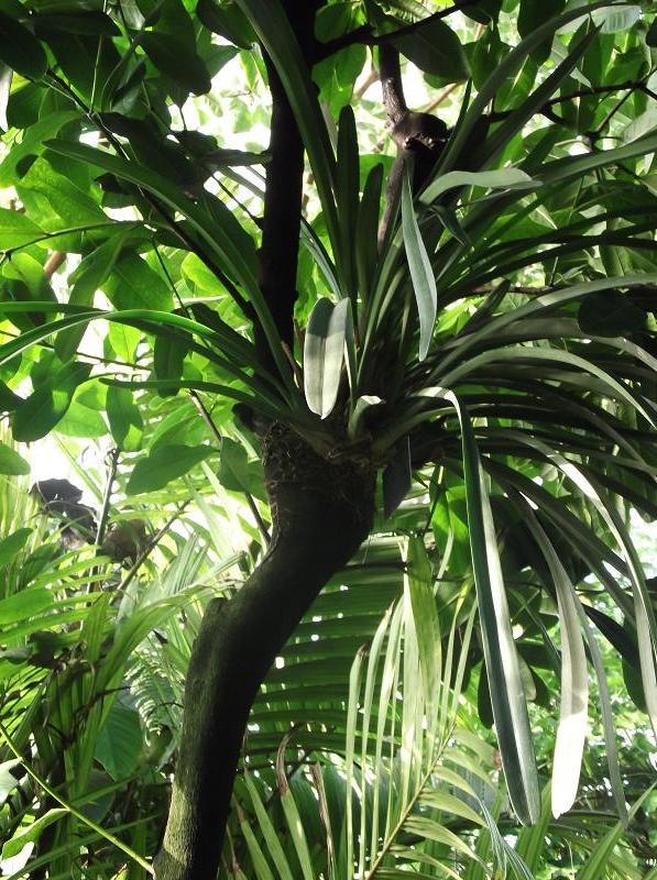 Pandanus tectorius (thatch screwpine) (alternate view 9)
