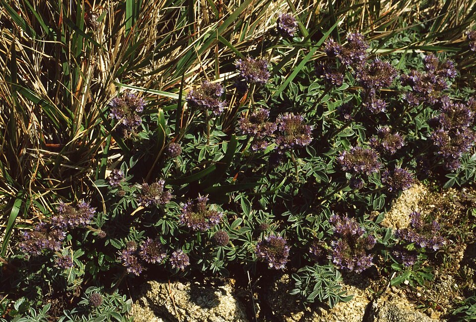 Phacelia californica (California phacelia) (alternate view 9)