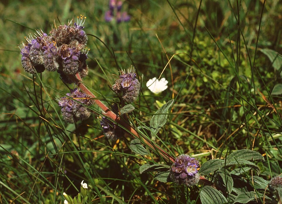 Phacelia californica (California phacelia) (alternate view 10)