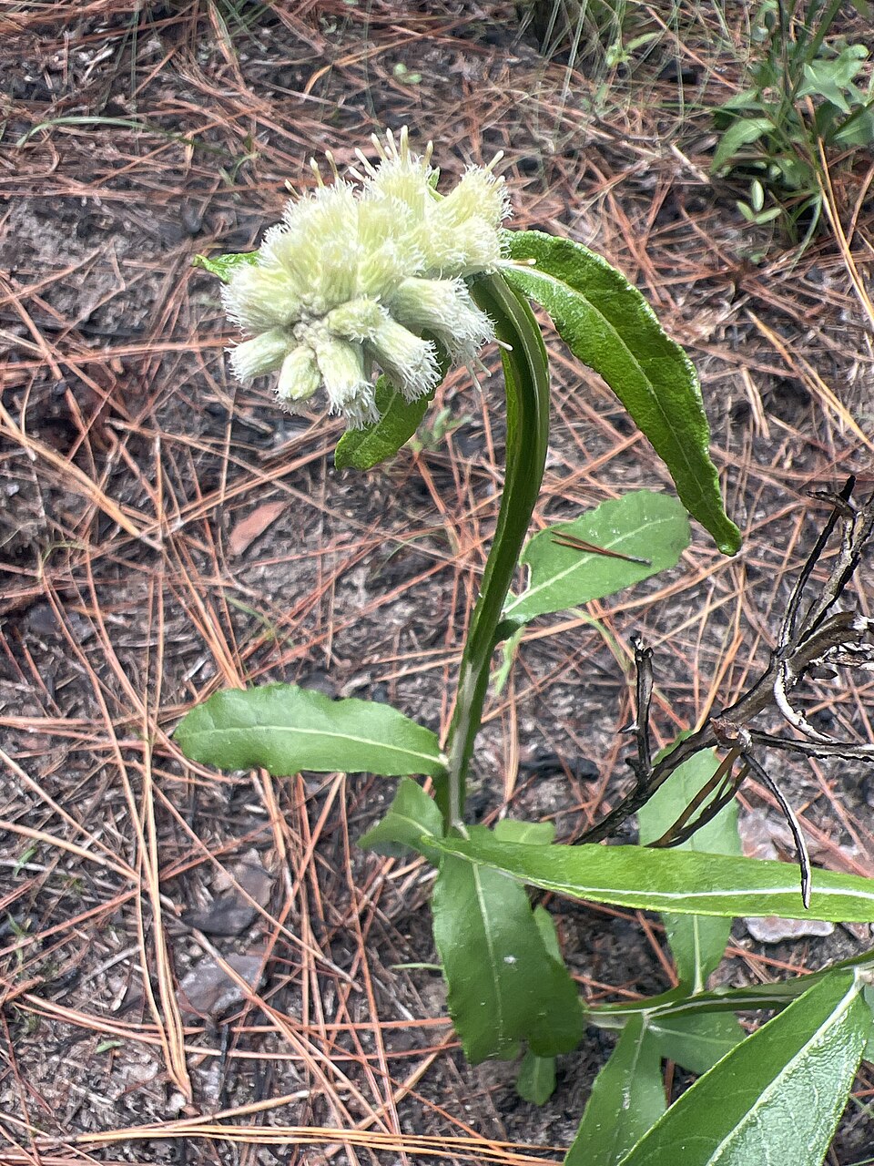 Pterocaulon pycnostachyum (blackroot) (alternate view 7)