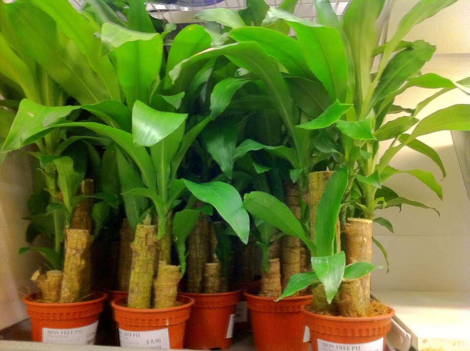 Dracaena fragrans (Corn Plant) (alternate view 13)