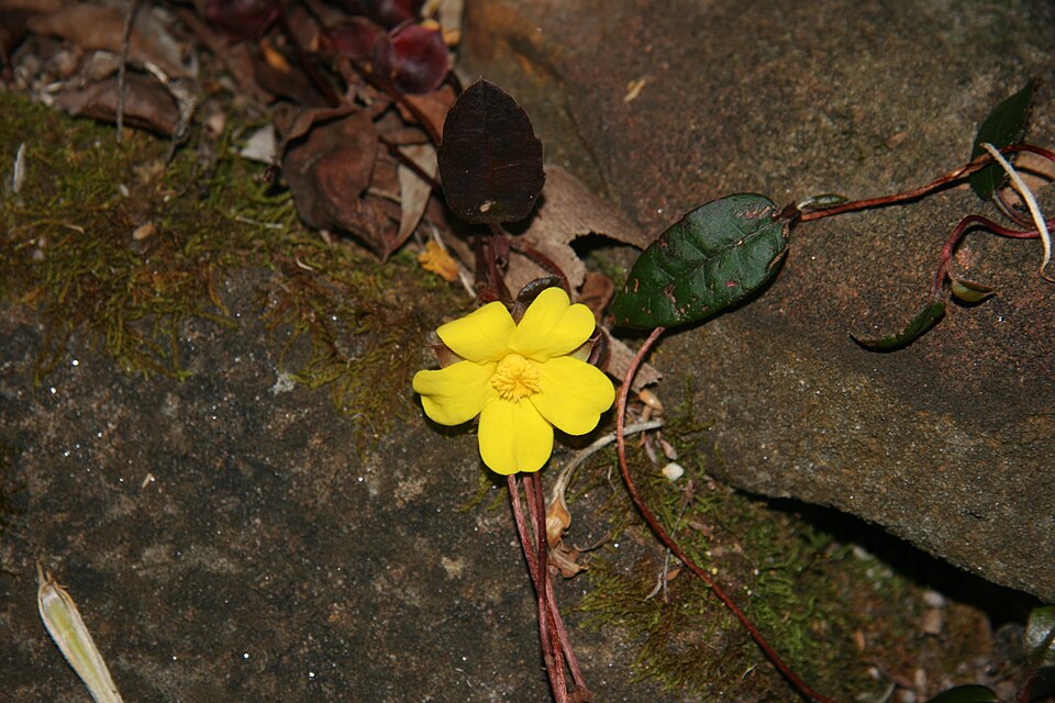 Hibbertia dentata (Toothed Guinea Flower) (alternate view 8)