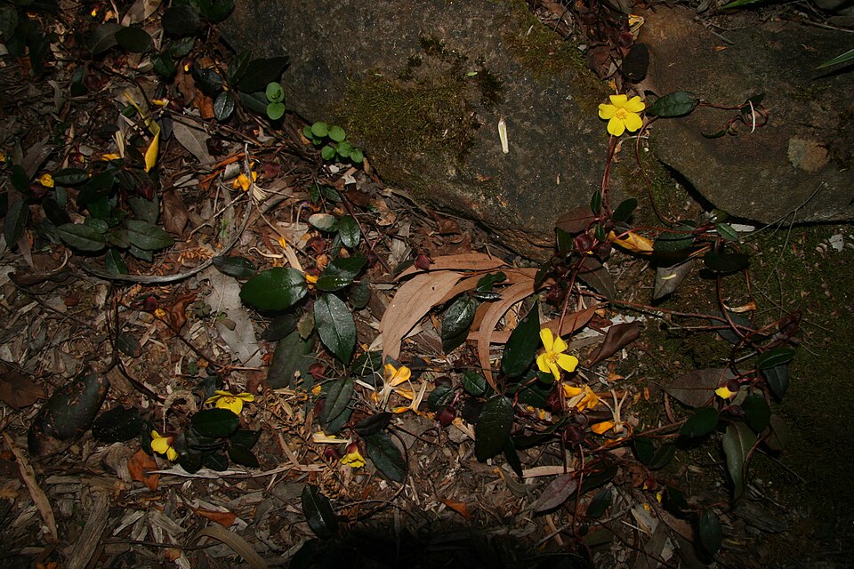 Hibbertia dentata (Toothed Guinea Flower) (alternate view 9)