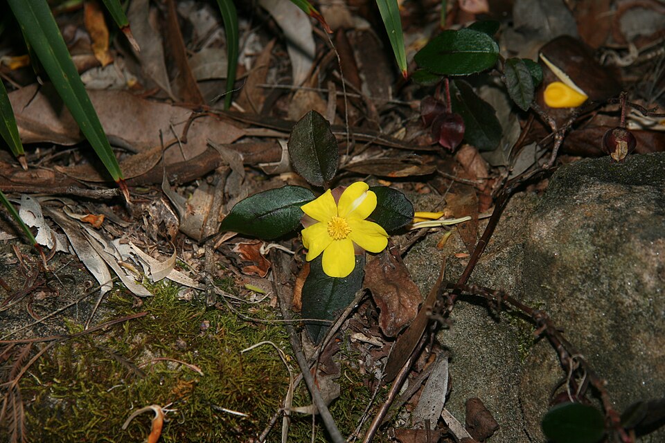 Hibbertia dentata (Toothed Guinea Flower) (alternate view 10)