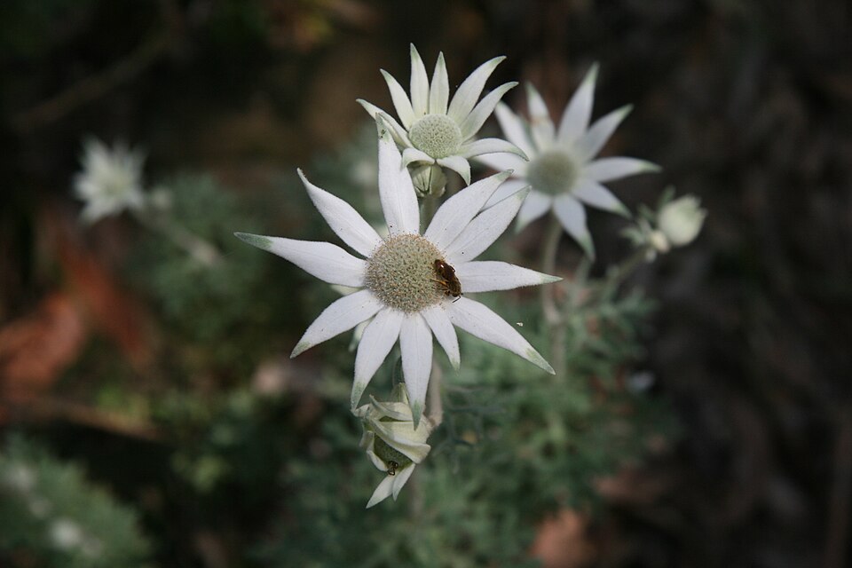 Actinotus helianthi (Flannel Flower) (alternate view 3)
