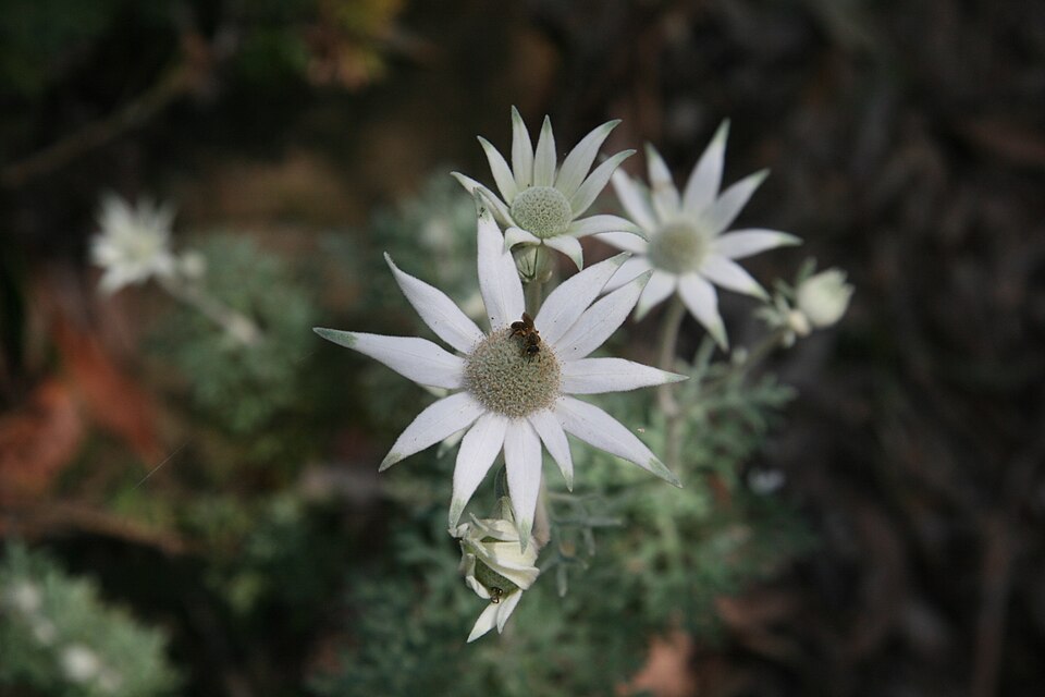 Actinotus helianthi (Flannel Flower) (alternate view 4)